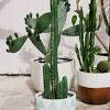 When looking for a pot for a cactus, drainage is the most important feature. 1