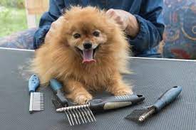 How To Take Care Of A Pomeranian Puppy And Adult