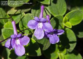 Image result for Streptocarpus saxorum