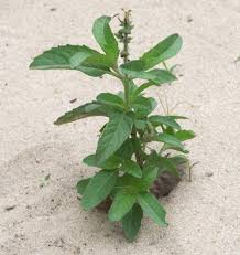 Image result for Ocimum angustifolium