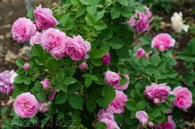 Types Of Roses