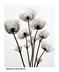 Anemone Flower Tattoo Black And White X Ray Flower Prints X Ray Photography Art Xray Flower Flowers