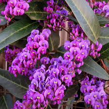 Image result for Hardenbergia