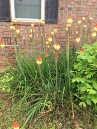 Maybe you would like to learn more about one of these? In The Garden Simple Steps Will Help Reinvigorate Older Slow Producing Asparagus Bed