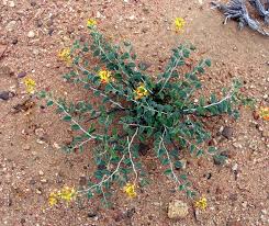 Image result for Adenolobus pechuelii