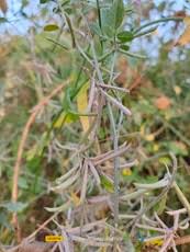 Image result for Indigofera trita