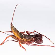 If they still sell house bombs, i'd set off a few of them in your home and leave for a few hours. Whip Scorpions Look Scary But Don T Sting