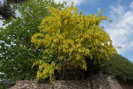 Image result for Laburnum anagyroides