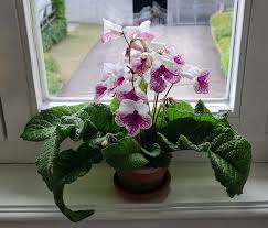 Image result for Streptocarpus rhodesianus