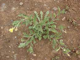 Maybe you would like to learn more about one of these? Cutleaf Evening Primrose College Of Agriculture Forestry And Life Sciences Clemson University South Carolina