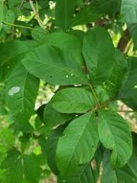 Image result for Allophylus africanus