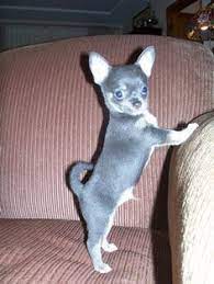 A quick search will find you a number of them up for adoption or for sale for around. 32 Blue Chihuahuas Ideas Blue Chihuahua Chihuahua Chihuahua Love