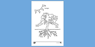 38+ photosynthesis coloring pages for printing and coloring. Photosynthesis Tree Colouring Sheet Colouring Sheets