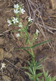 Image result for Stellaria sennii