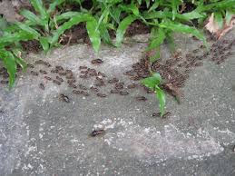 How Big Are Termites A Termite Size Guide