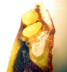 Image result for Orthochilus ruwenzoriensis