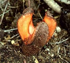 Image result for Hydnora