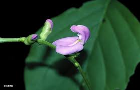 Image result for Canavalia africana