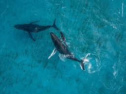 93 Of The Best Wildlife Photos Of 2018 Warning Some Images May Be Too Brutal Wildlife Photography Wildlife Animals Images