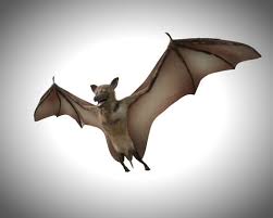 Bat Bird Rigged 3d Model Turbocg