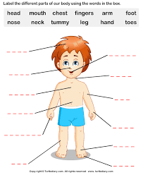 Maybe you would like to learn more about one of these? Human Body Parts Worksheet Turtle Diary
