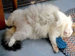 How to groom a cat. bethel community pet hospital: 4 Mistakes You Re Making When Brushing Your Cat