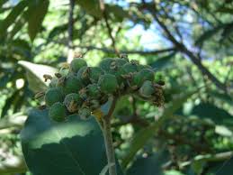 Image result for Solanum mauritianum
