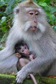 Monkey Forest Bali Indonesia Where You Can Play With And Hold The Monkeys An One Of A Kind Experience Monkey Forest Bali Animal Pictures Baby Monkey