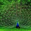 Choose from hundreds of free bird wallpapers. Https Encrypted Tbn0 Gstatic Com Images Q Tbn And9gcszgl1pkifapnxov8b Gpunpkwxp3pk6otep4ujvr4wahc61bpd Usqp Cau