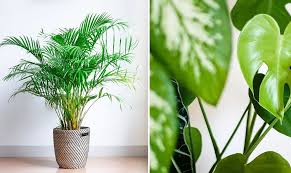 Si un traitement n'est pas mis en place, c'est toute la plante qui peut être infectée ! Plante D Interieur La Liste Des 31 Plus Belles Pour Votre Maison