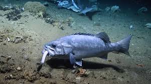 Antara laut satu dengan yang lainnya punya ekosistem yang berbeda. Kejamnya Kehidupan Laut Dalam Hiu Saja Dimangsa Makhluk Menyeramkan Ini