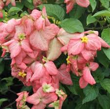 Image result for Mussaenda rivularis