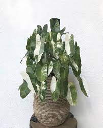 Ultra Rare Variegated Philodendron Burle Marx Climbing Moss Pole Plants Philodendron Plant Design