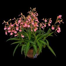 Image result for Habenaria adolphi