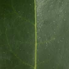 Image result for Staudtia