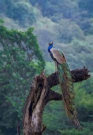 Indian Peacock Taken In Rajasthan India On September 2019 Indian Animals Pet Birds Indian Peacock