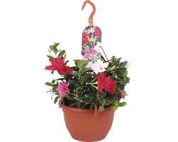 Image result for dipladenie sanderi obrázek