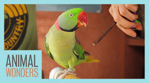 Training Our Alexandrine Parakeet Youtube