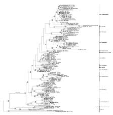 Image result for Raphidiocystis jeffreyana