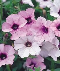 Both deer and rabbits love to snack on. Silver Tidal Wave Petunia This Flower Was The Best Container Plant I Ever Had Amazing Petunias Annual Flowers Container Flowers