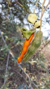 Image result for Cadaba glaberrima