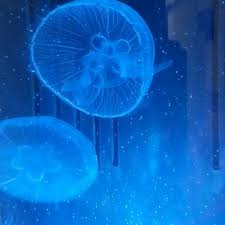 Produced at sunset marine labs. Pet Jellyfish Home Facebook