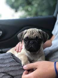 Today I got the dog of my dreams meet Pakkun. https://ift.tt/2mOy1p2 | Pugs  funny, Pugs, Pug dog