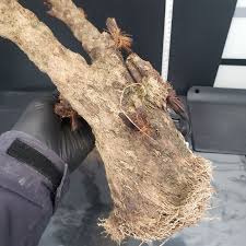 Image result for Xerophyta trichophylla