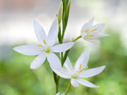Image result for Hesperantha petitiana
