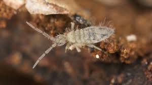 springtail control and treatments for