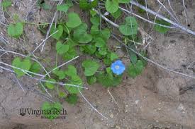 Image result for Ipomoea vernalis