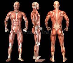 Human Anatomy Full Body Muscles Muscle Groups Of A Fully Grown Male Man Fron Ad Muscle Muscles Ful Human Muscle Anatomy Human Anatomy Body Anatomy