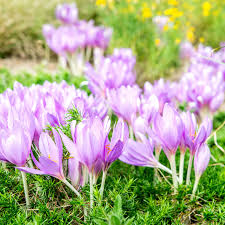 The name comes from the flower of the lavender plant. 14 Best Landscape Plants With Purple Flowers