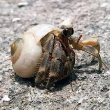 There are some crabs that are not. Blueberry Hermit Crab Coenobita Purpureus Live Hermit Crab